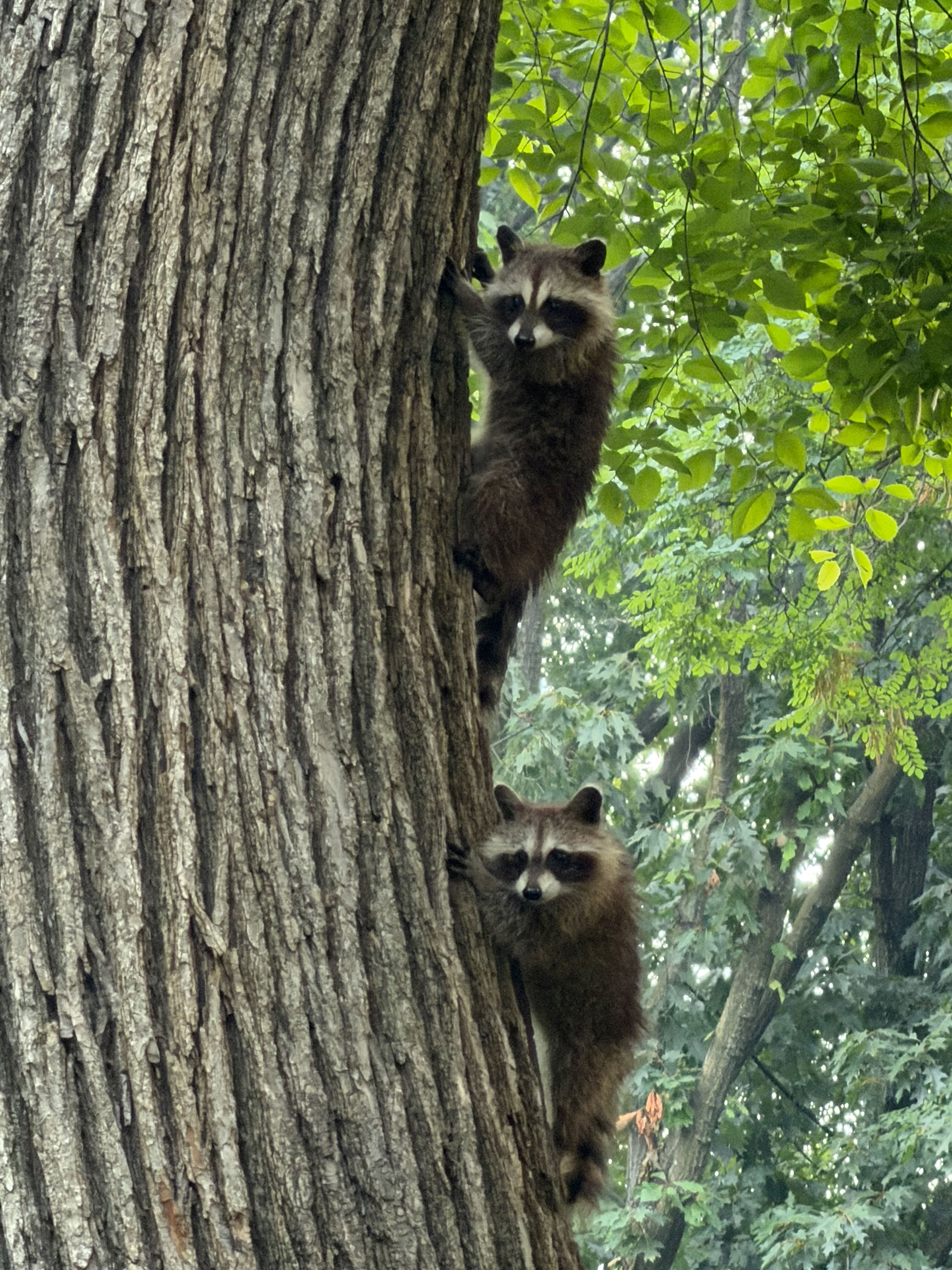 Racoon family.